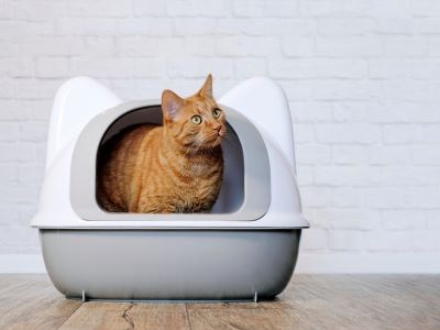 Transit of cat to covered litter box