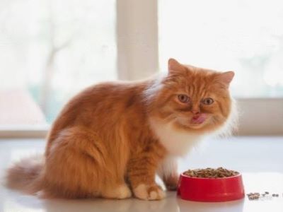 Changing cat diet