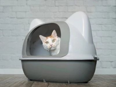 Cat uses covered litter box