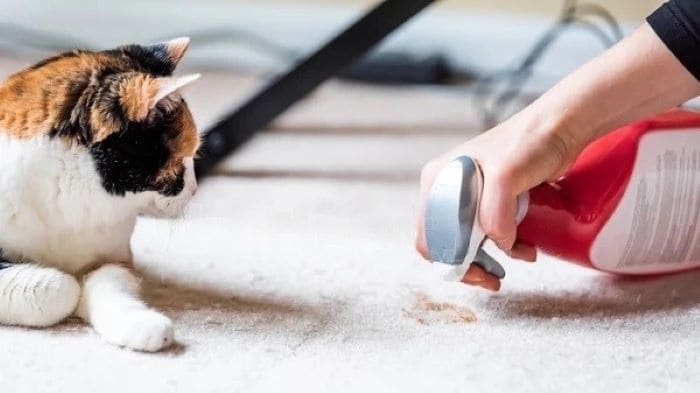 Cleaning Cat Litter Stain from Carpet