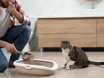 Ammonia Smell in Cat Litter