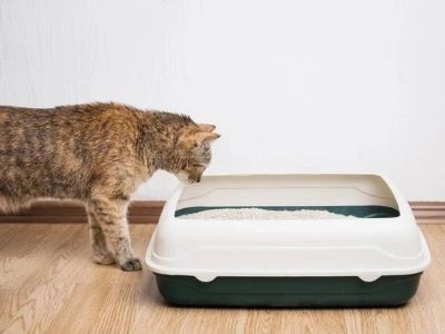 environmental issue make cats poop outside litter box