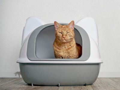 Covered Litter Box For Cat