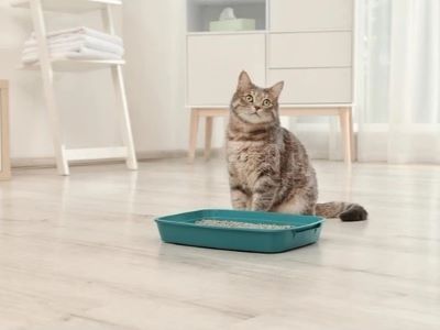 Litter box issue for cats