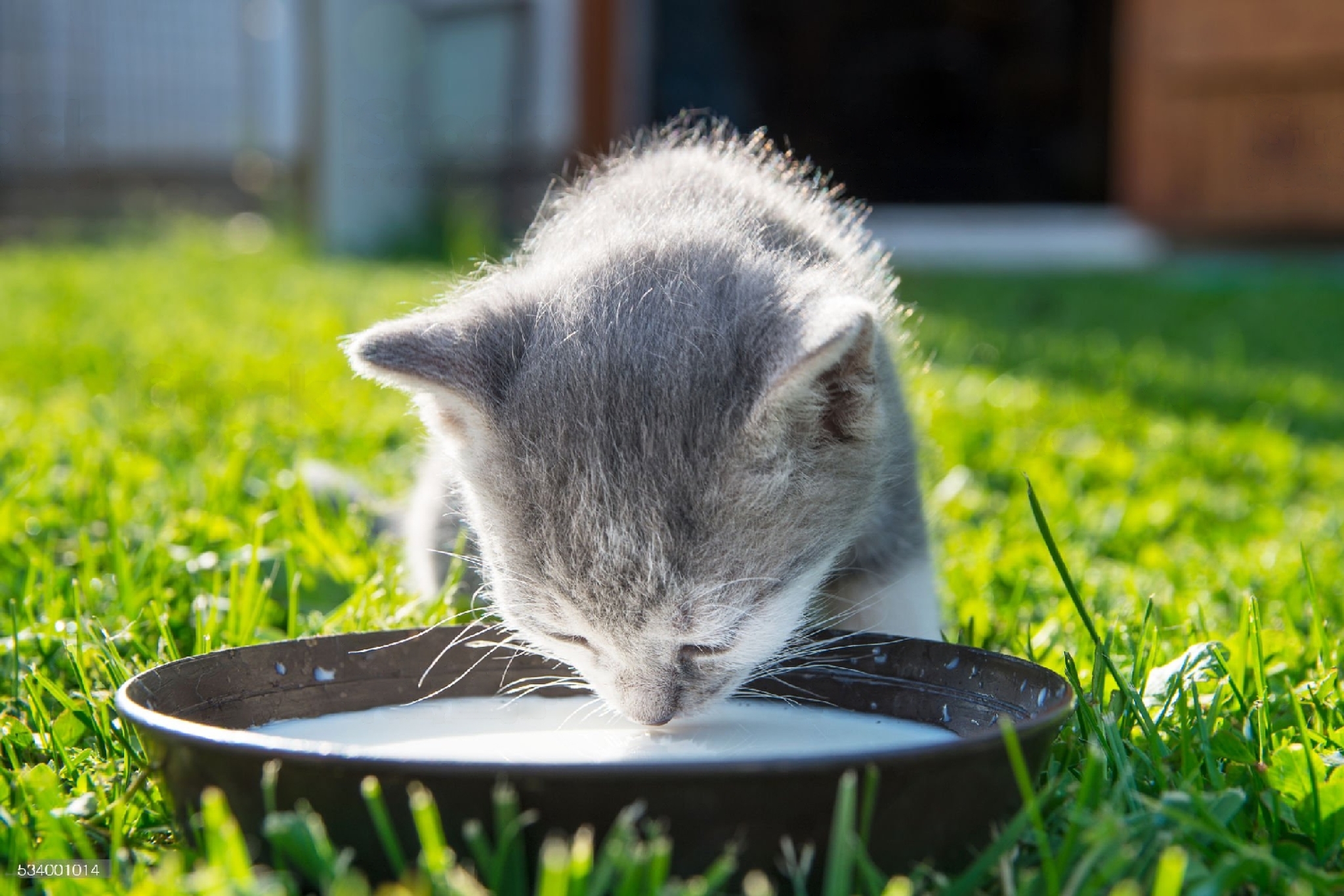 Homemade Kitten Milk Replacer Recipe Feline Approved CatLikesBest