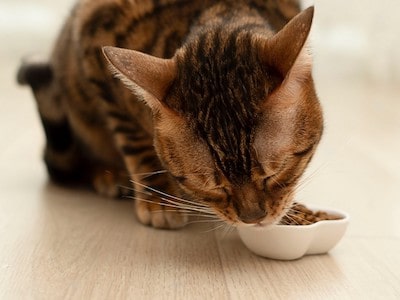 Bengal Cat Eating Food