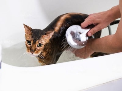 Bengal Cat Bathing