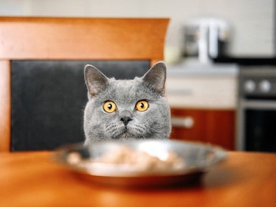 Cat Looking at Food