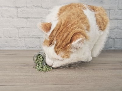 Cat smells catnip